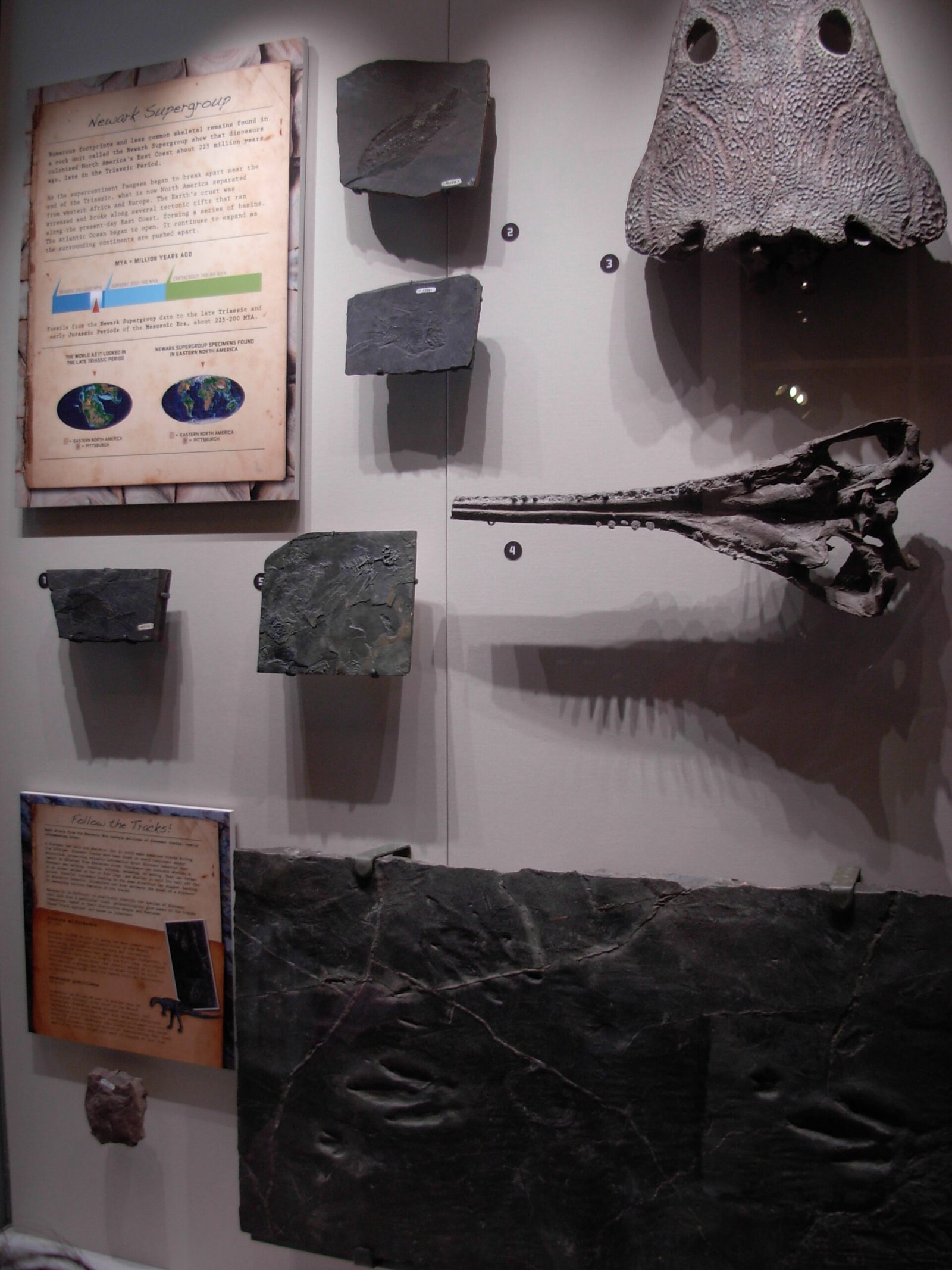 Evolutionary Insights from Bat-Like Wings (image credits: wikimedia)