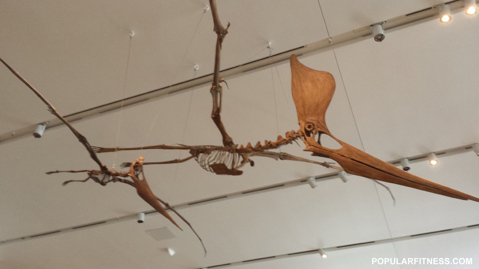 The Dinosaur That Glided on Bat-Like Wings