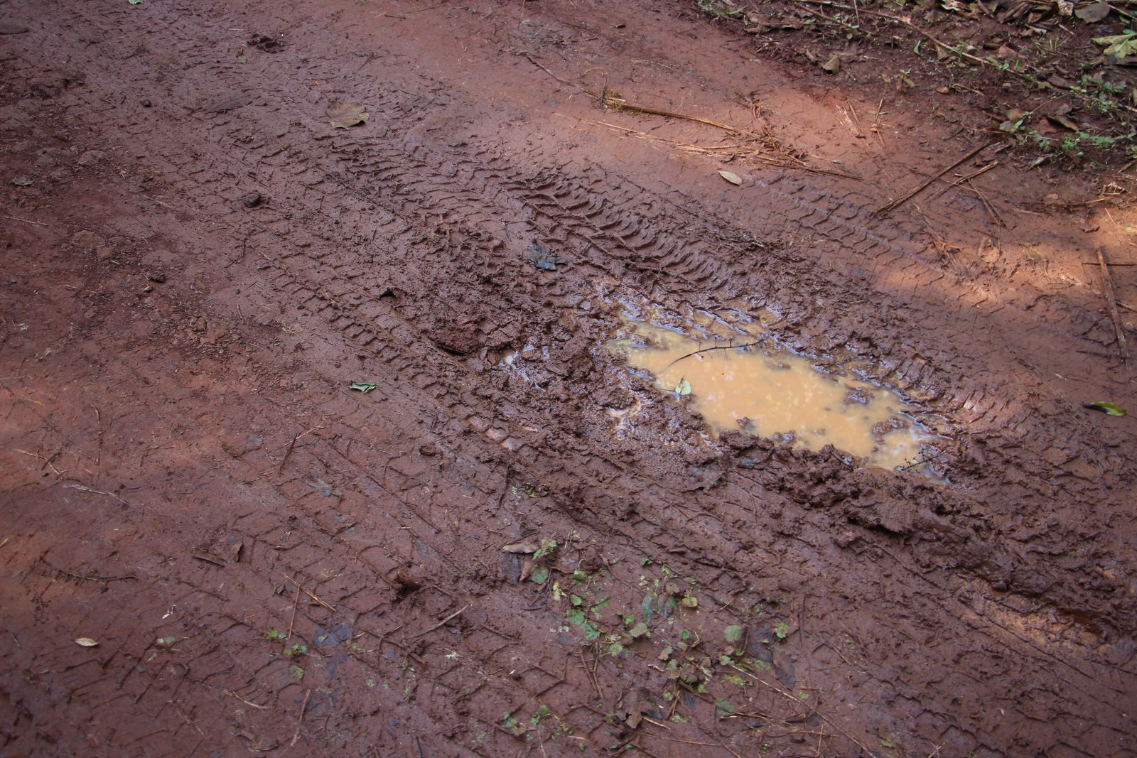 Fertile Grounds: The Gift of Volcanic Soil (image credits: wikimedia)