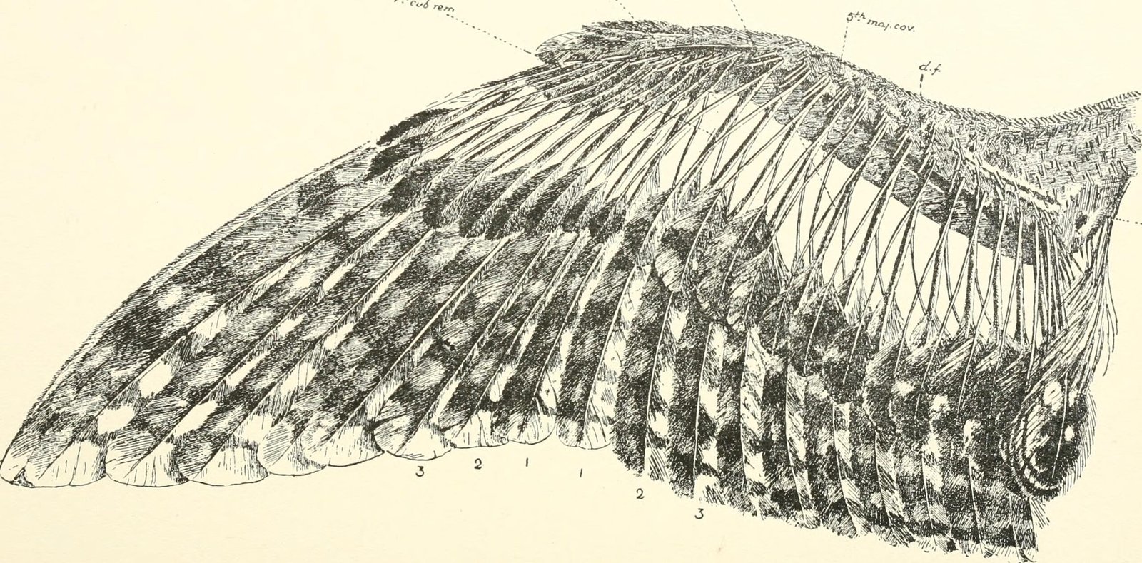Feathers and Climate Adaptation (image credits: wikimedia)