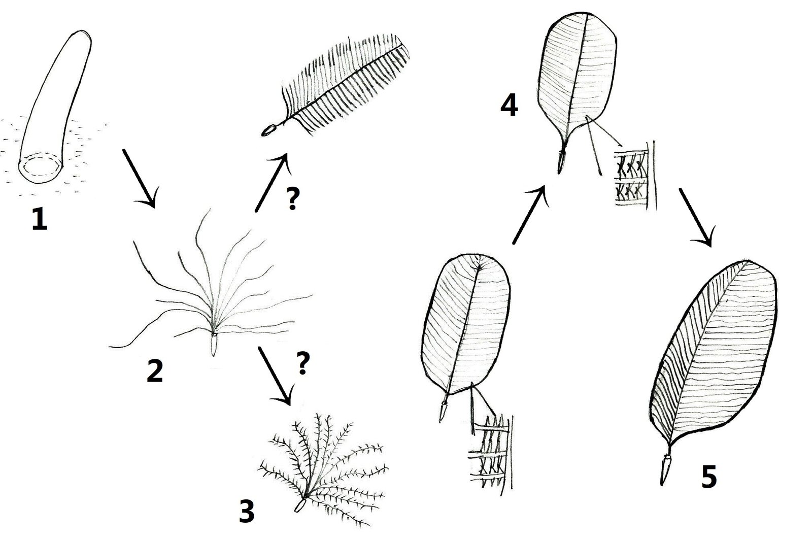 The Genetic Blueprint of Feathers (image credits: wikimedia)