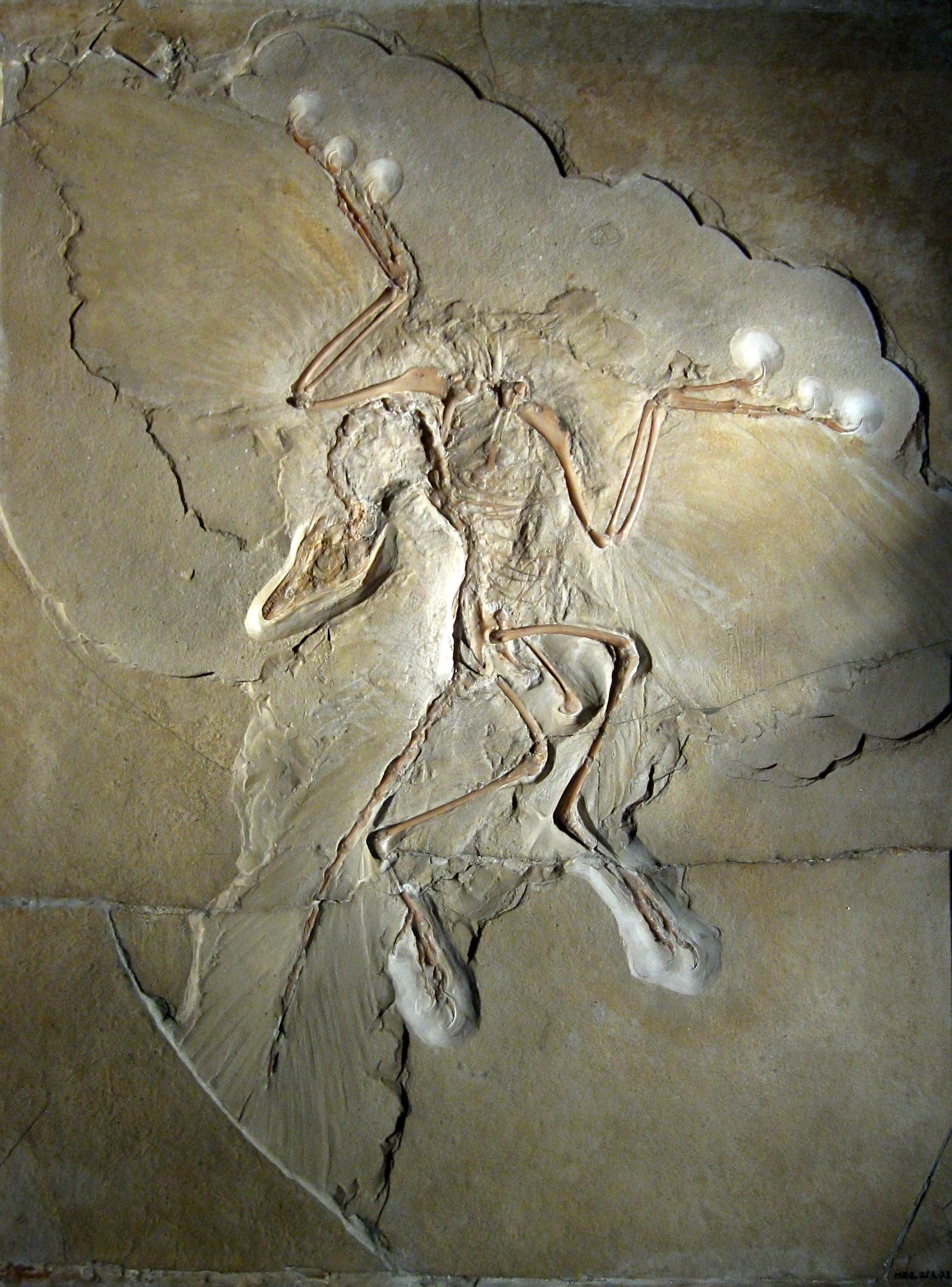 The First Fluff: What Primitive Feathers Reveal About the Dinosaur-Bird Transition