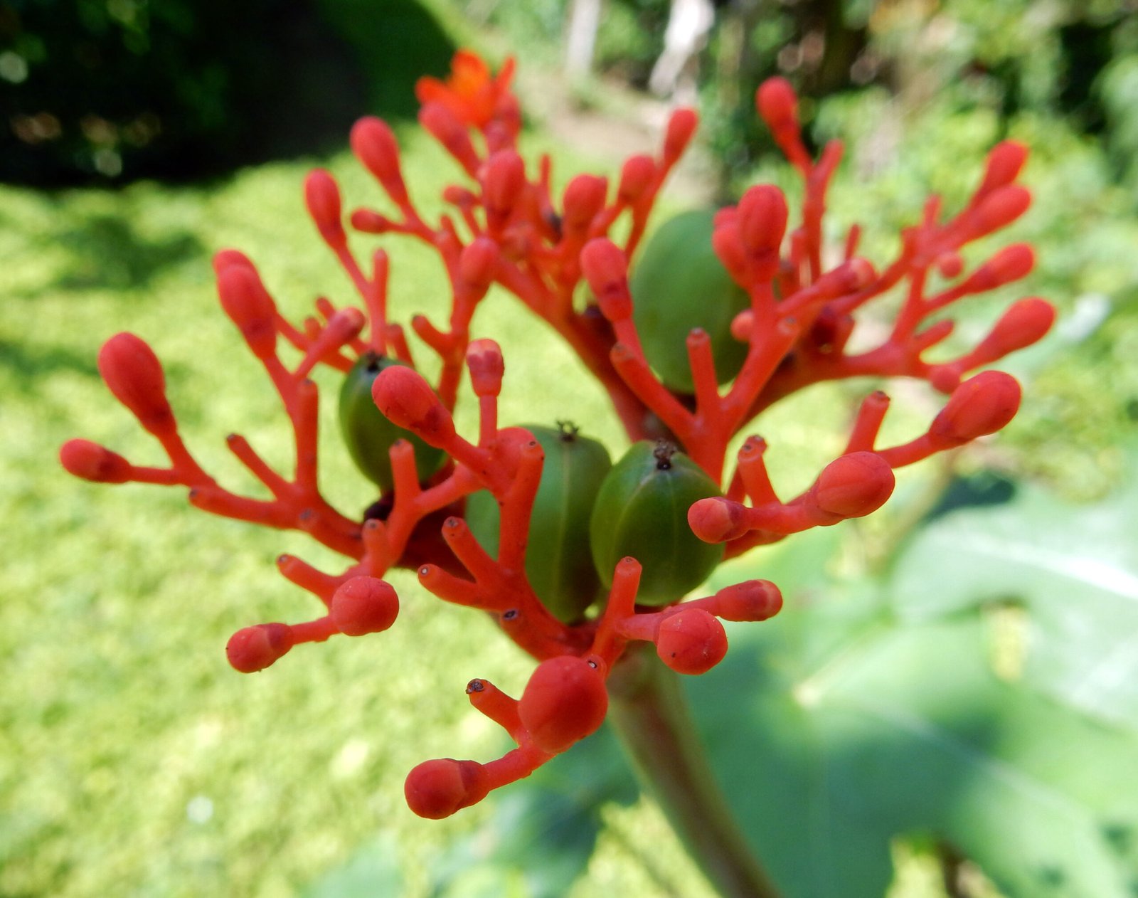 The Medicinal Treasure Trove (image credits: wikimedia)