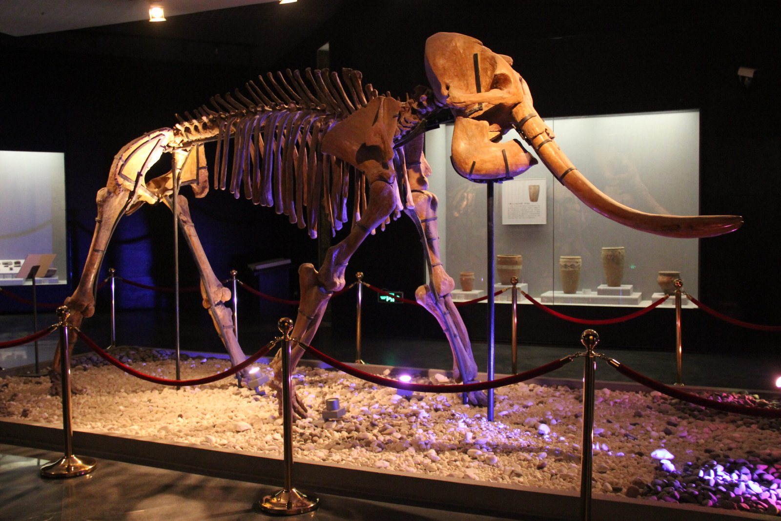 The Robust Mastodons (image credits: wikimedia)