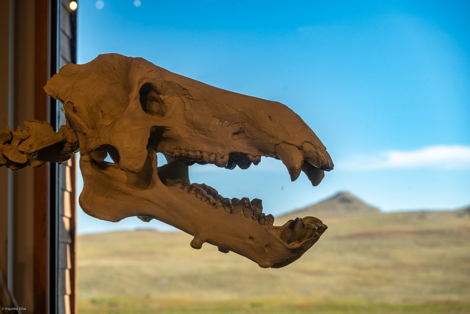 The Importance of Fossil Records (image credits: wikimedia)