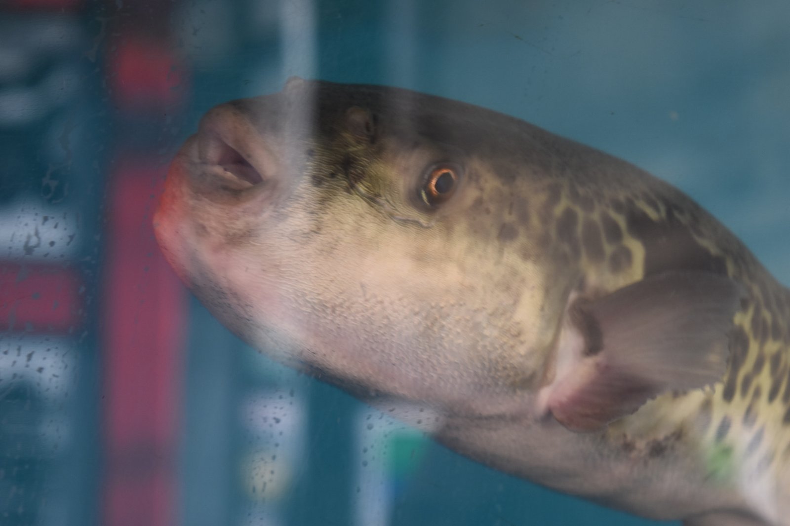 The Allure of Fugu: A Culinary Adventure (image credits: wikimedia)