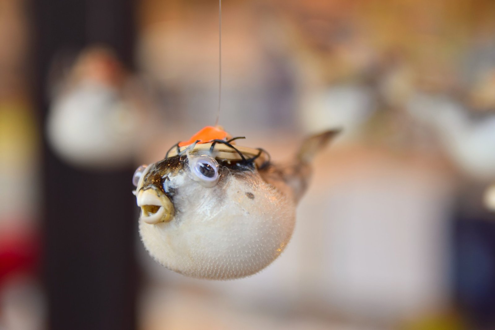 A Final Thought: The Enduring Mystery of Fugu (image credits: wikimedia)