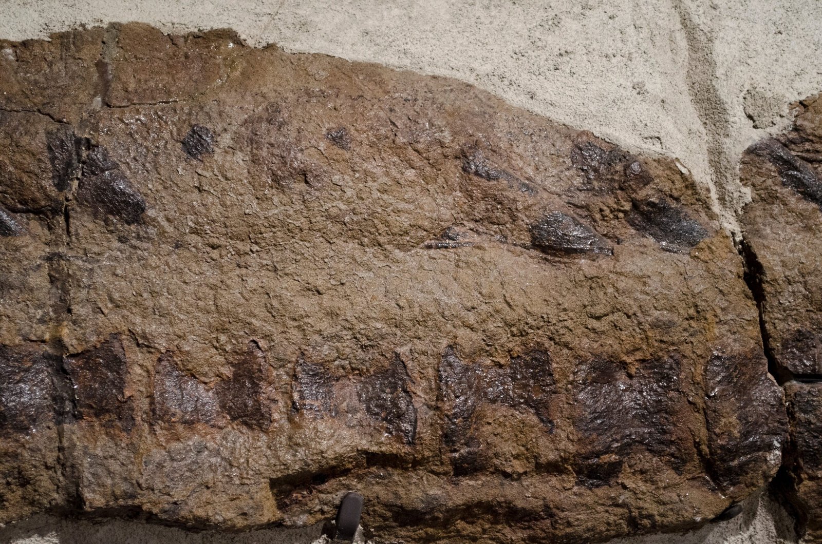 The Perfect Conditions for Preservation (image credits: wikimedia)