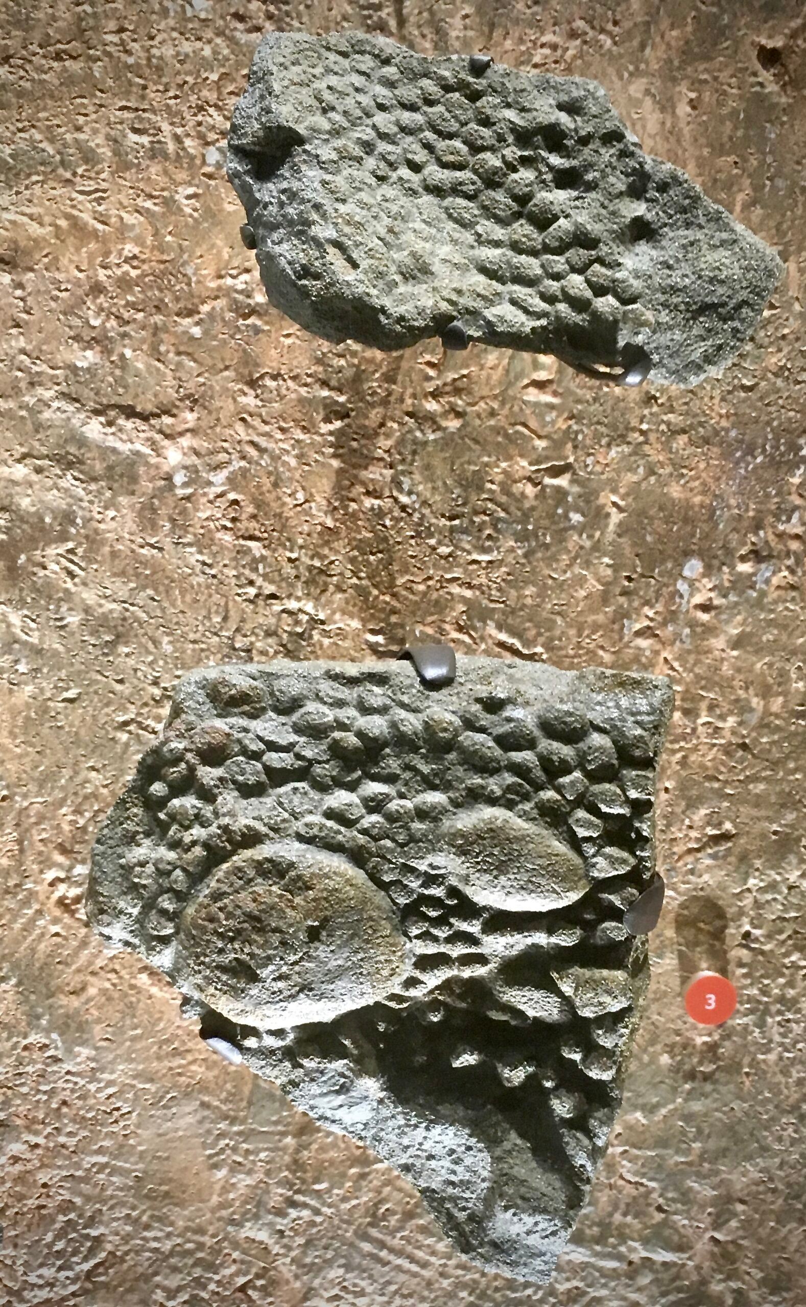 Challenges in Discovering Skin Impressions (image credits: wikimedia)