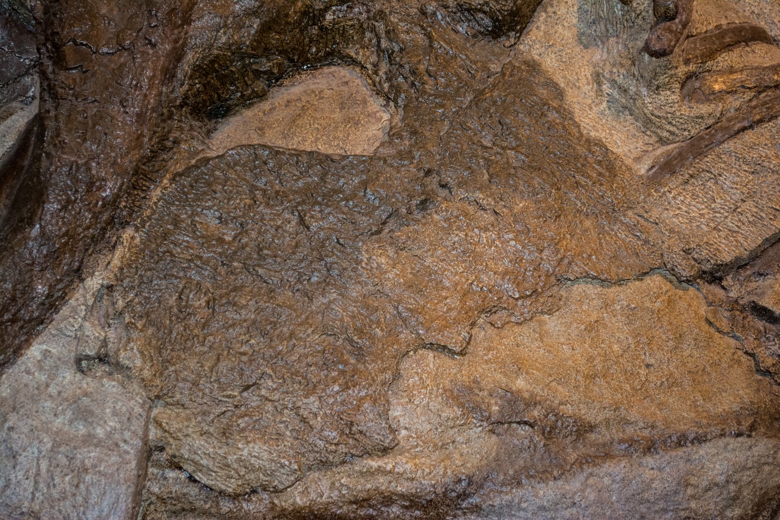 Preserving the Legacy of Skin Impressions (image credits: wikimedia)