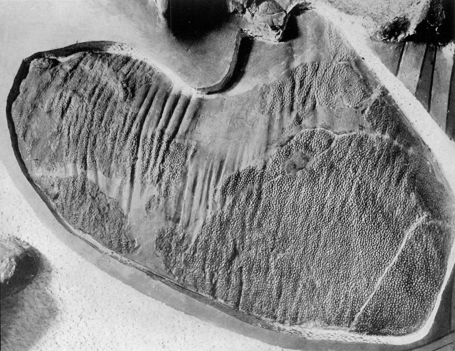 Why Skin Impression Fossils Are So Rare—and Why They Matter So Much