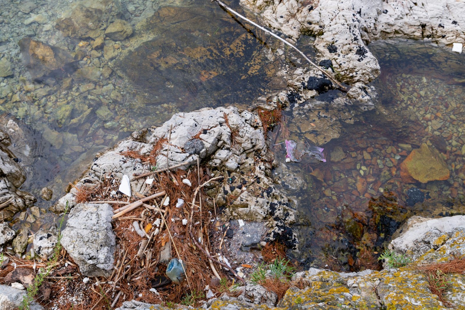 The Ubiquity of Microplastics (image credits: wikimedia)