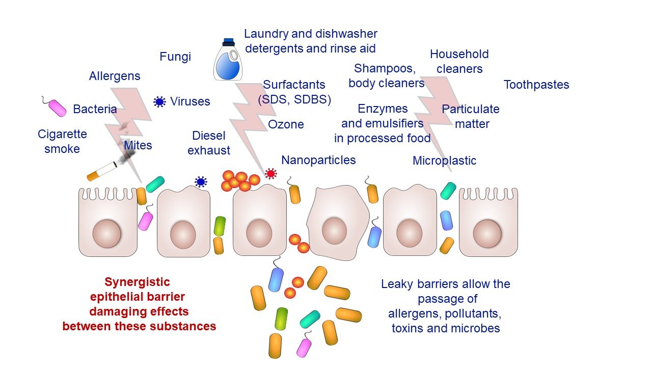 Microplastics in Our Food Chain (image credits: wikimedia)