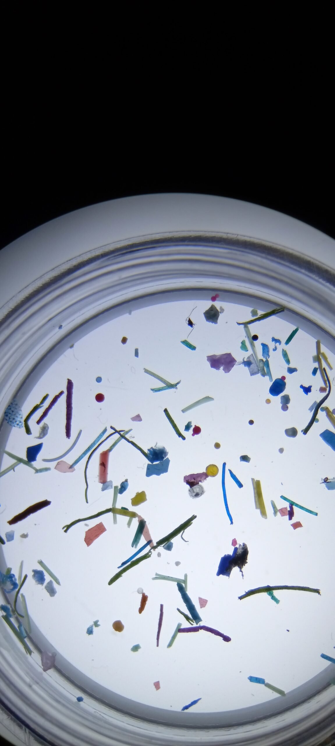 Environmental Consequences of Microplastics (image credits: wikimedia)