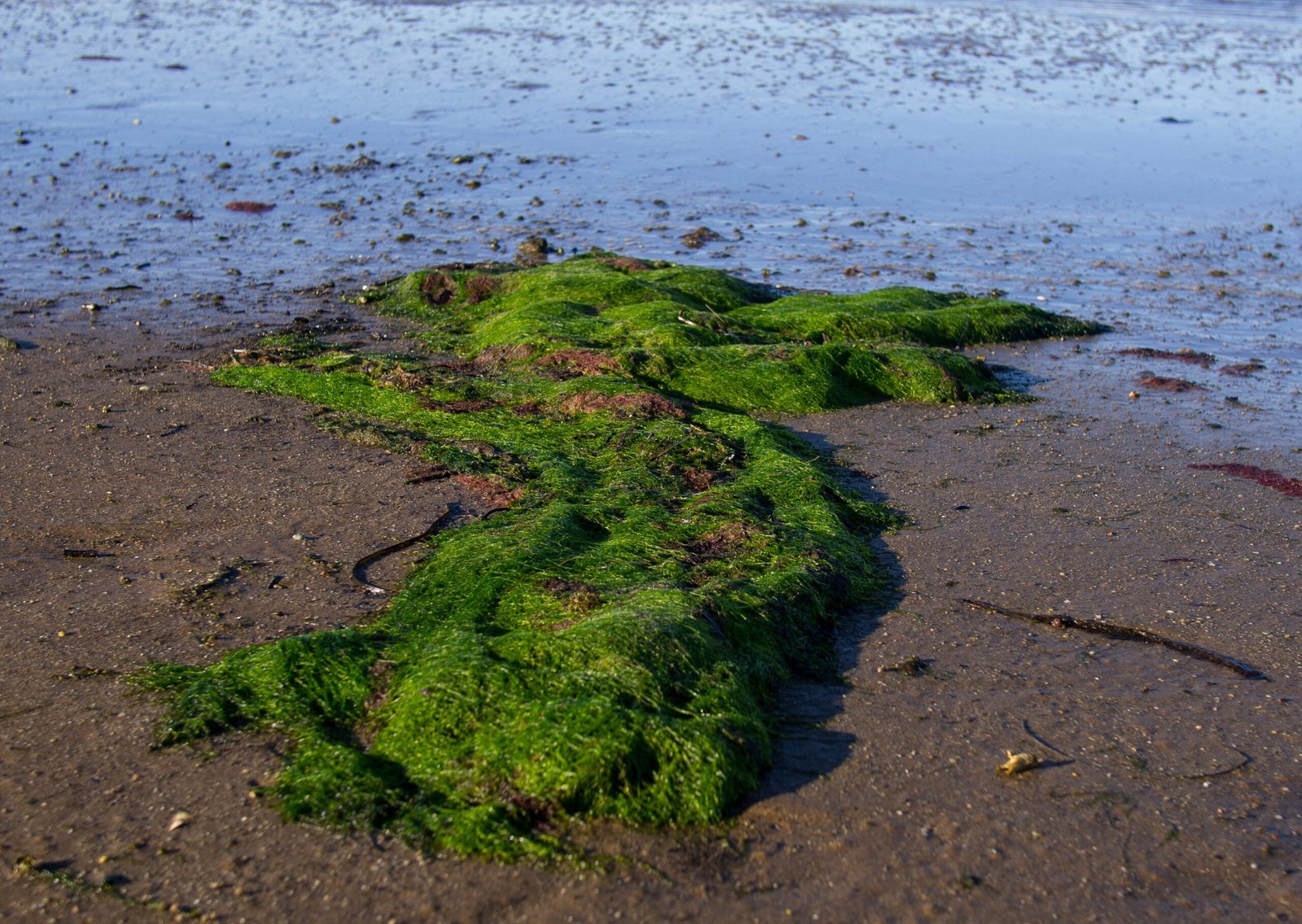 Seagrass and Climate Change Mitigation (image credits: wikimedia)