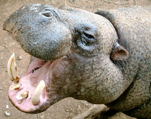 The Role of Education and Awareness (image credits: wikimedia)