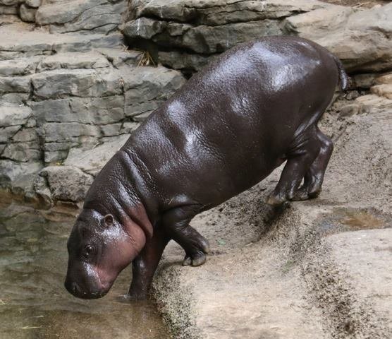 Pygmy Hippos in Popular Culture (image credits: wikimedia)