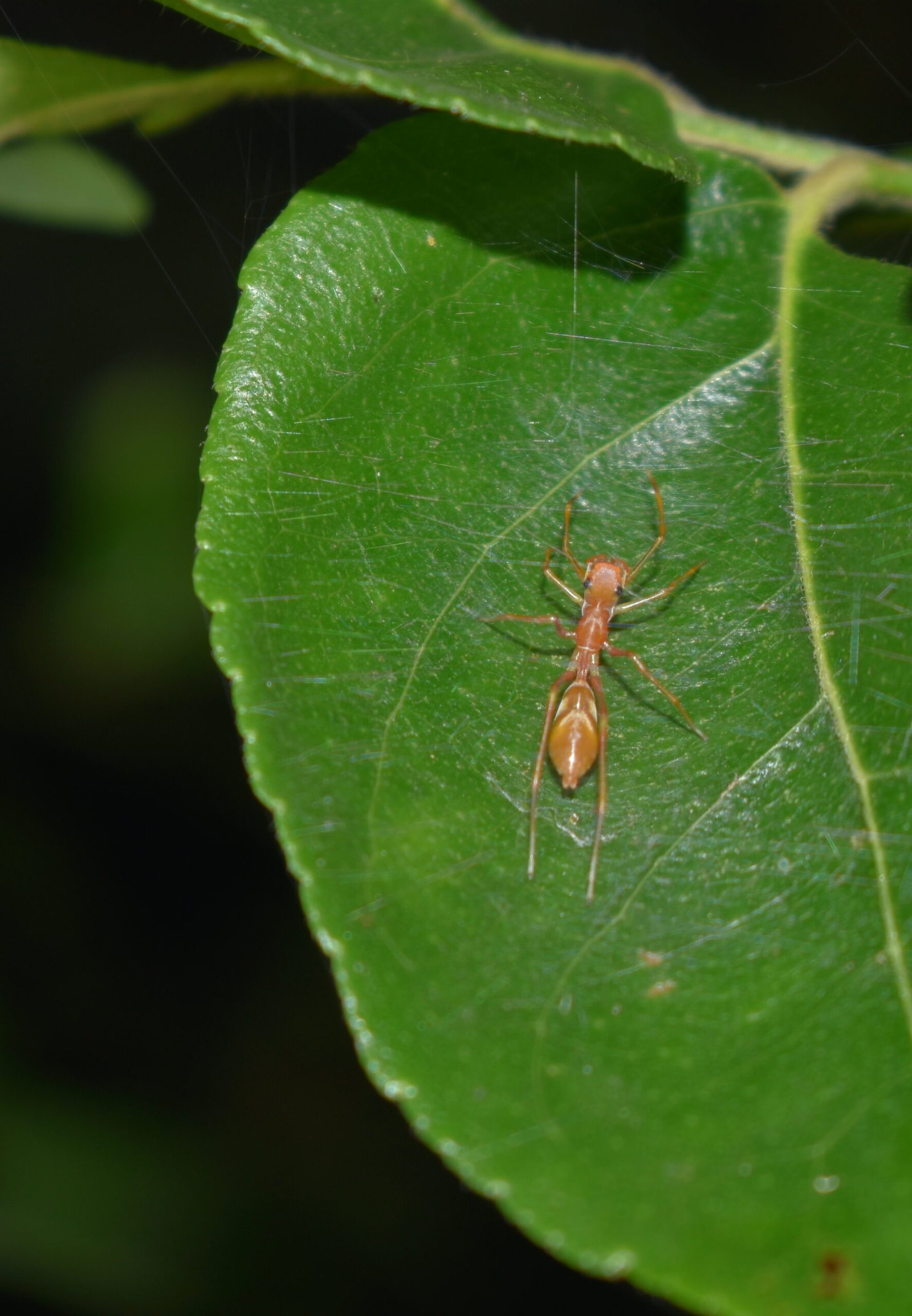 The Spider That Pretends to Be an Ant to Avoid Being Eaten
