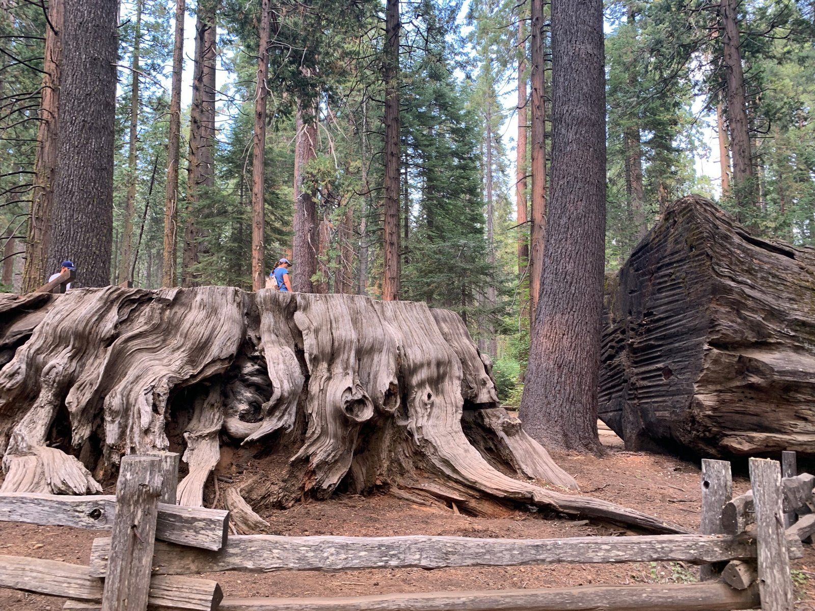 The Future of Mammoth Discoveries (image credits: wikimedia)