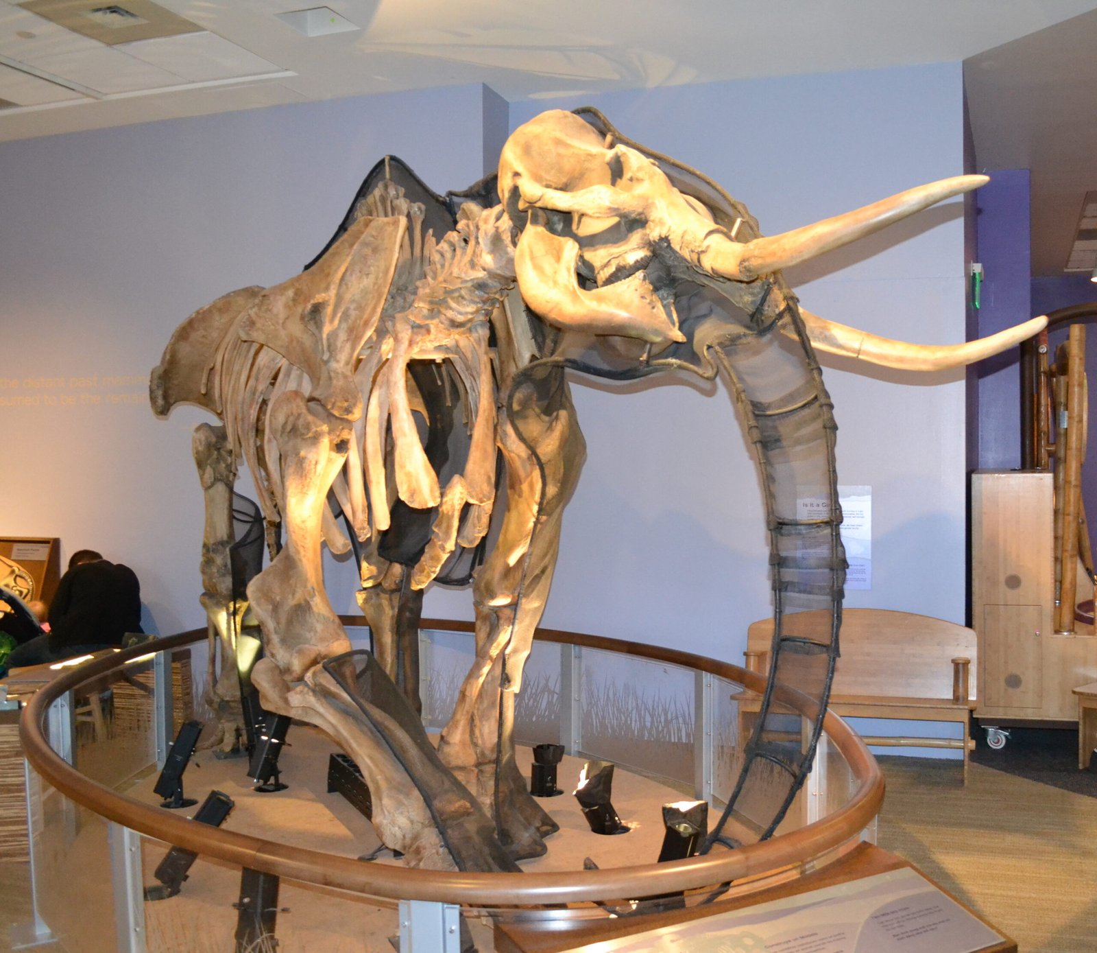 Reflecting on the Legacy of the Mammoths (image credits: wikimedia)