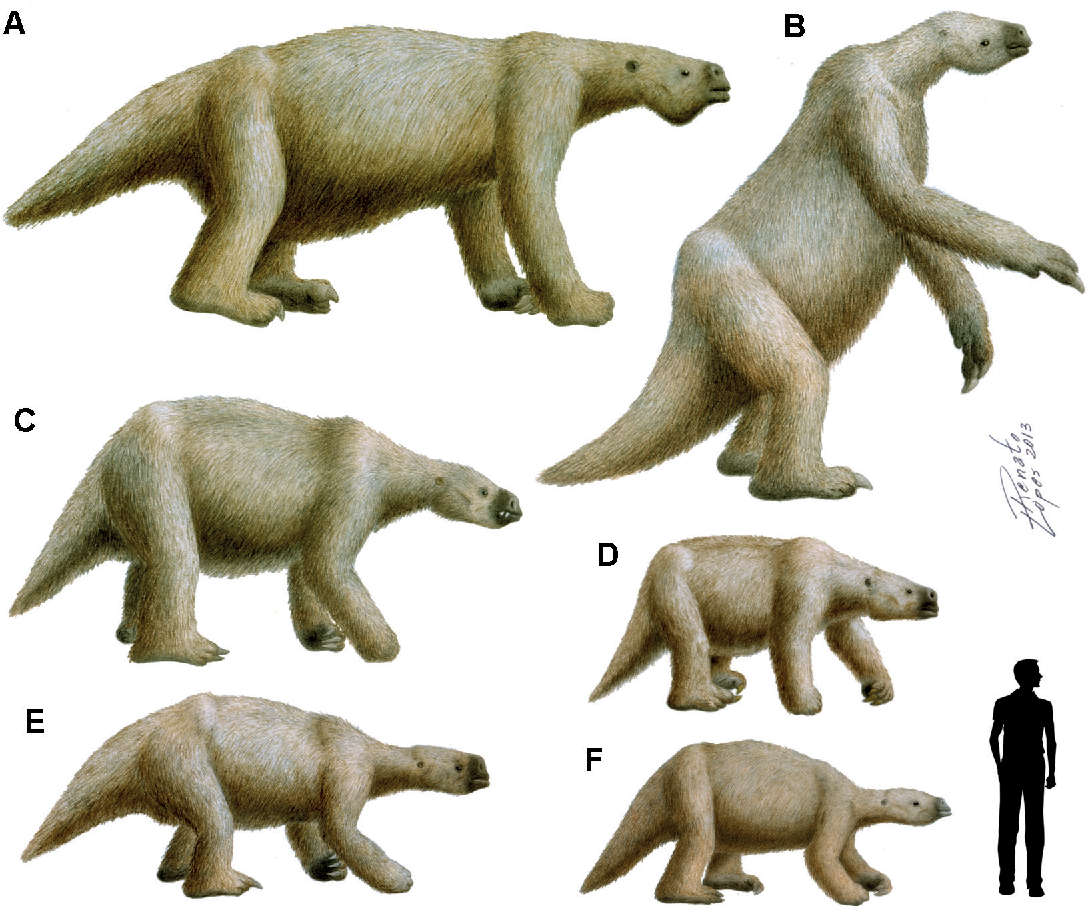 The Majestic Size of the Giant Sloths (image credits: wikimedia)