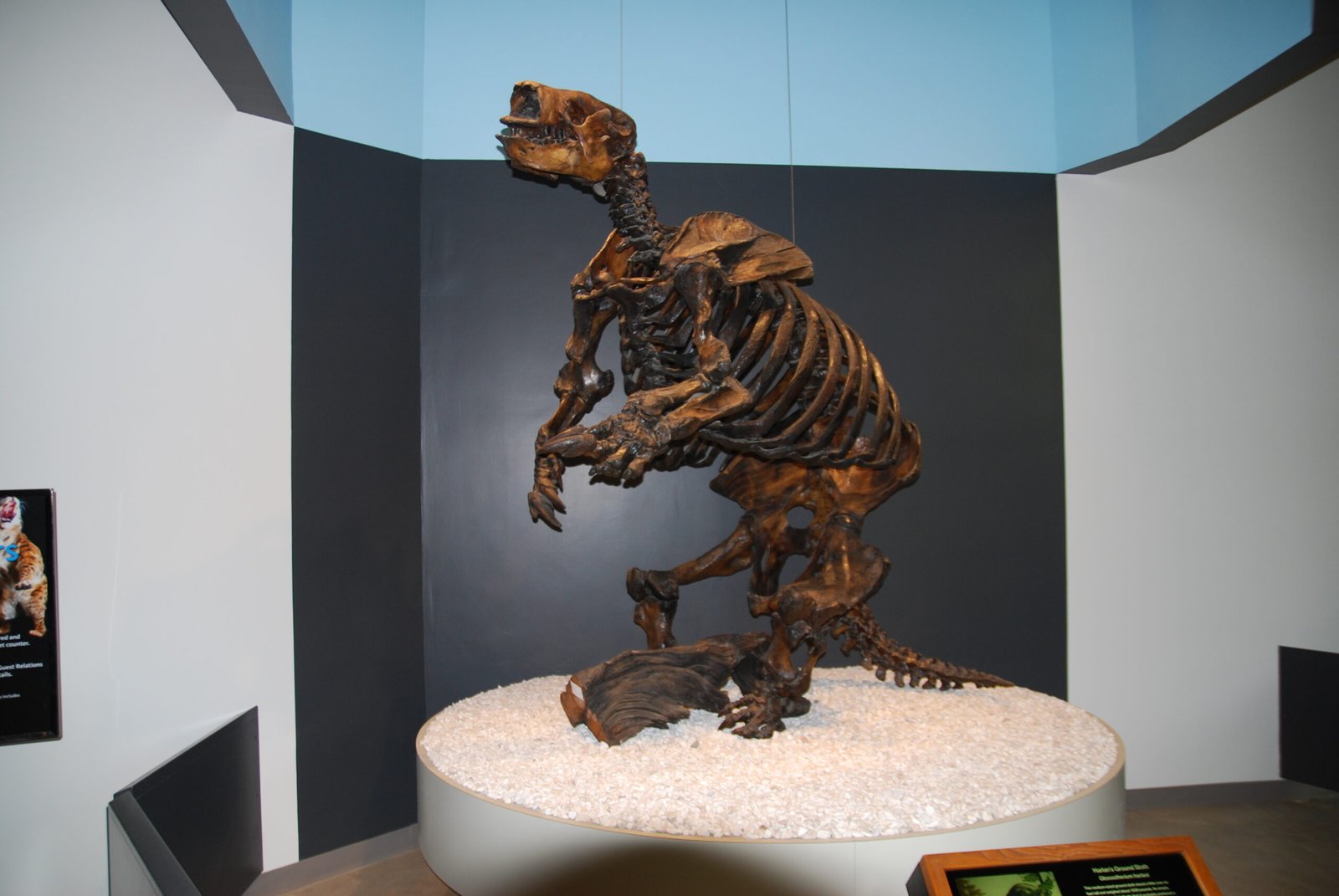 Fossil Discoveries and Insights (image credits: wikimedia)