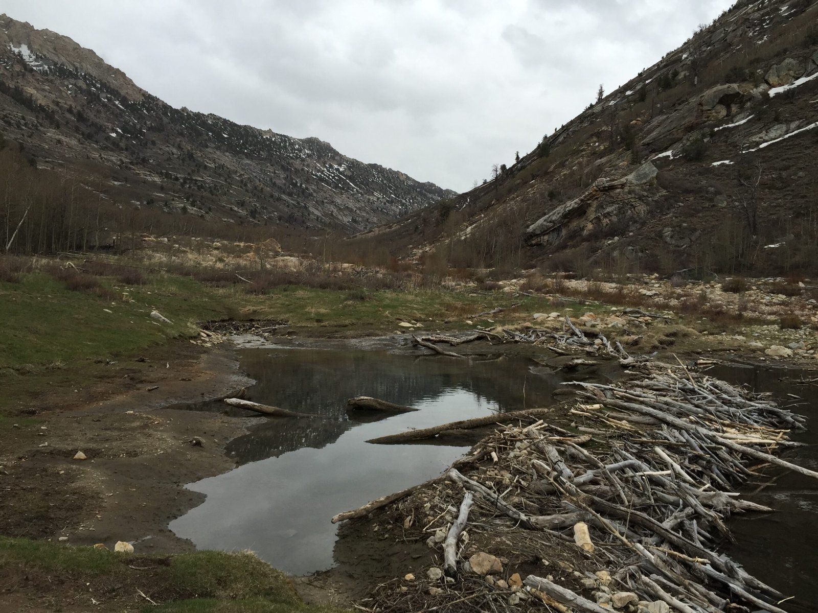 Celebrating International Beaver Day (image credits: wikimedia)