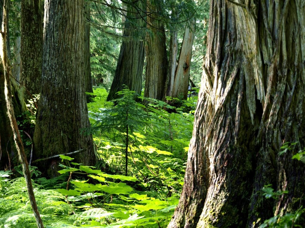 The Ancient Origins of Redwood Trees