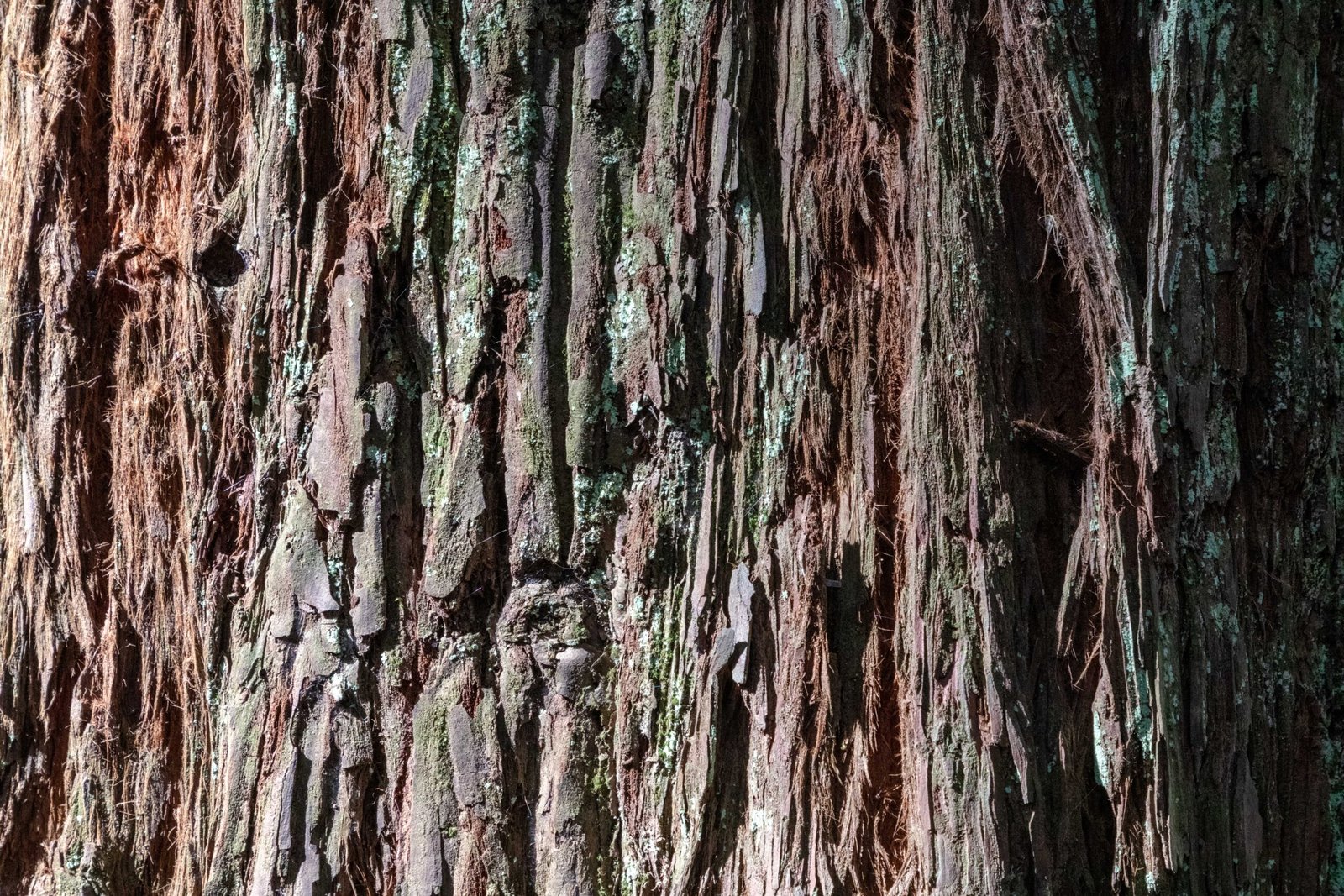 The Unique Adaptations of Redwoods (image credits: wikimedia)