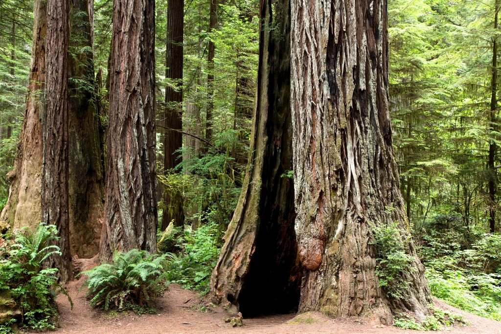 The Threats Facing Modern Redwoods (image credits: rawpixel)