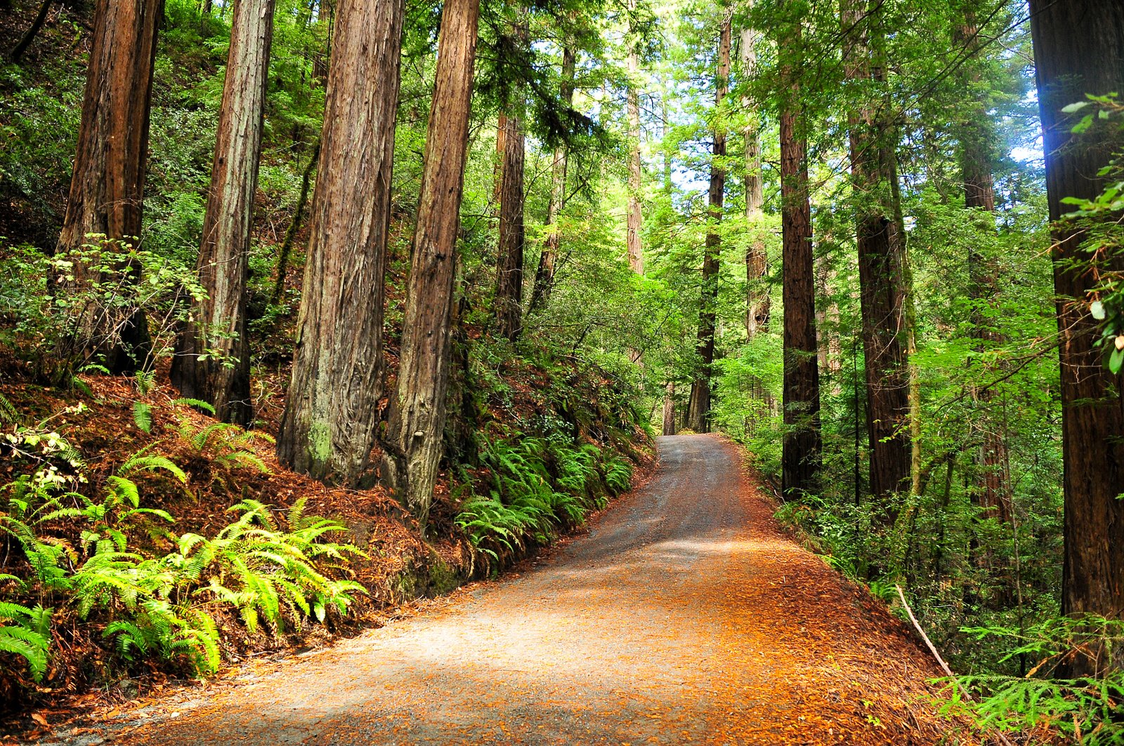 The Fascinating Lifespan of Redwoods (image credits: wikimedia)