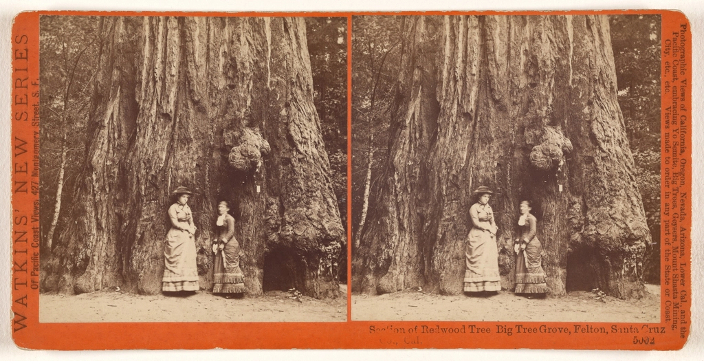 The Cultural Significance of Redwoods (image credits: rawpixel)