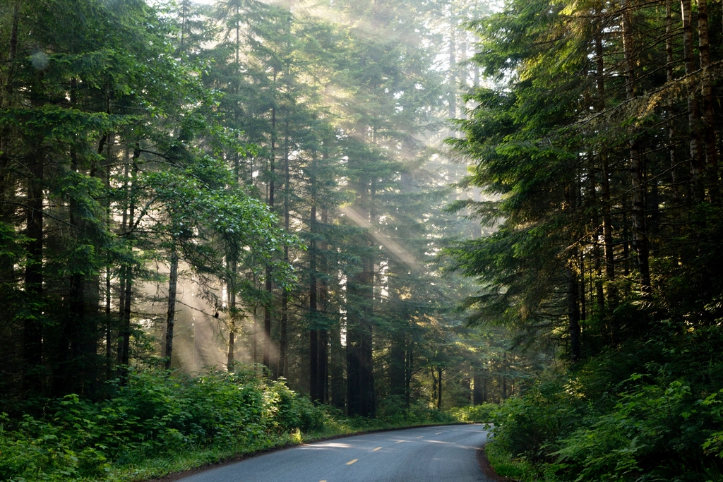 The Future of Redwoods in a Changing World (image credits: rawpixel)