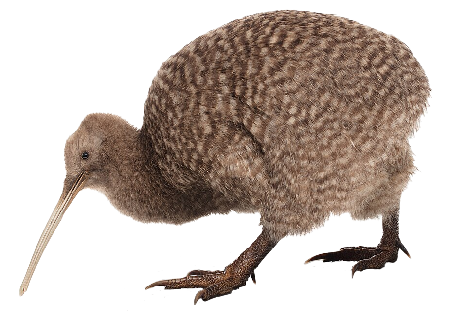 Kiwi’s Tiny Wings: A Curious Case of Evolution (image credits: wikimedia)