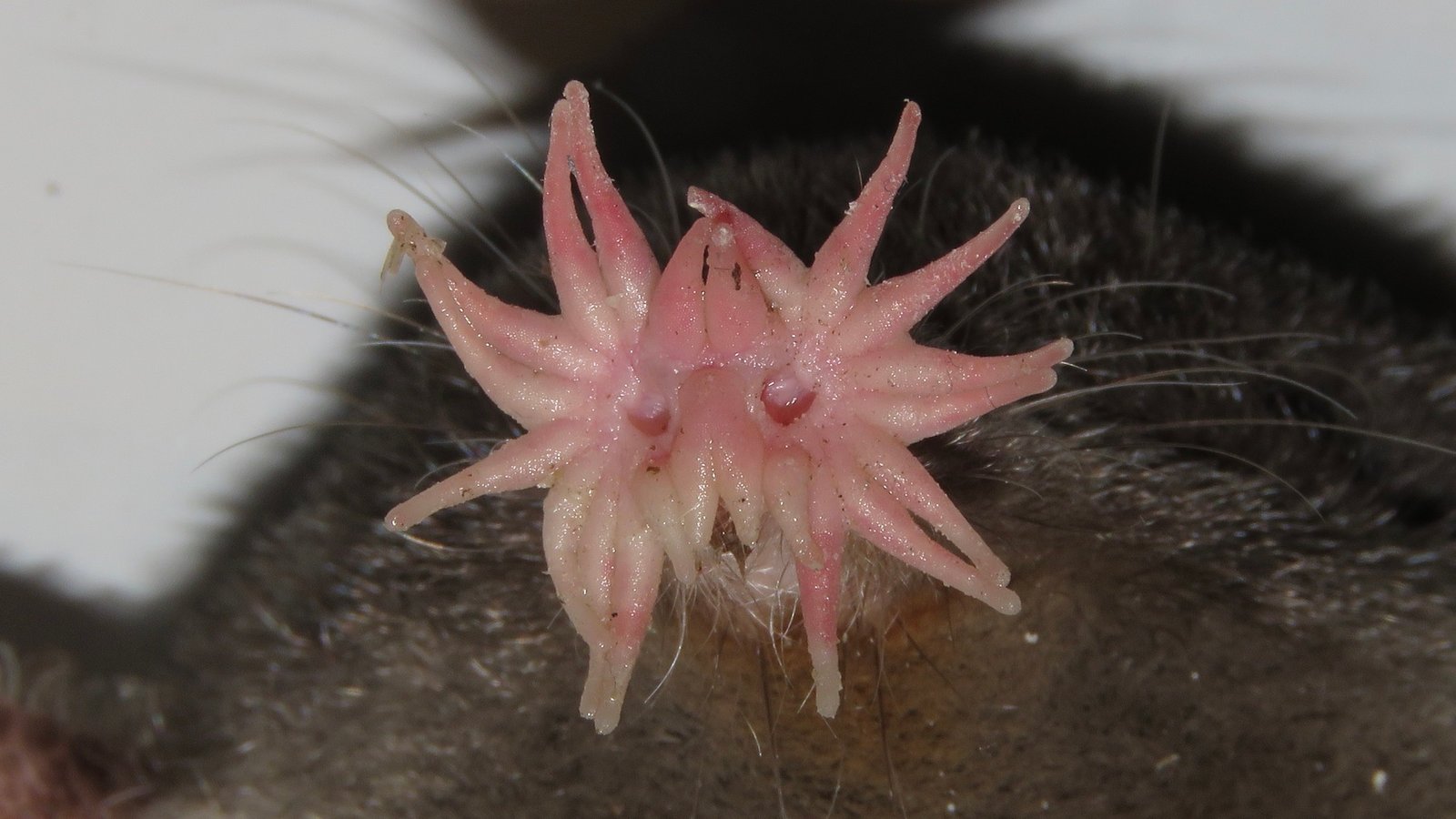 Star-Nosed Mole’s Tentacle-Like Appendages: A Sensory Marvel (image credits: wikimedia)