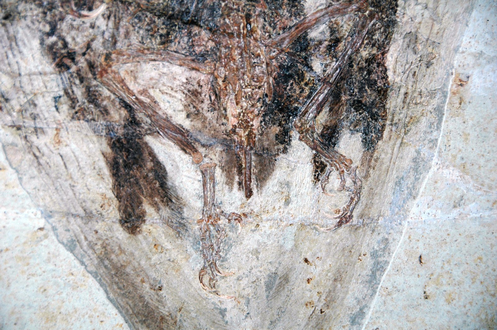 Unveiling the Past: How Paleontologists Reconstruct Ancient Feather Colors