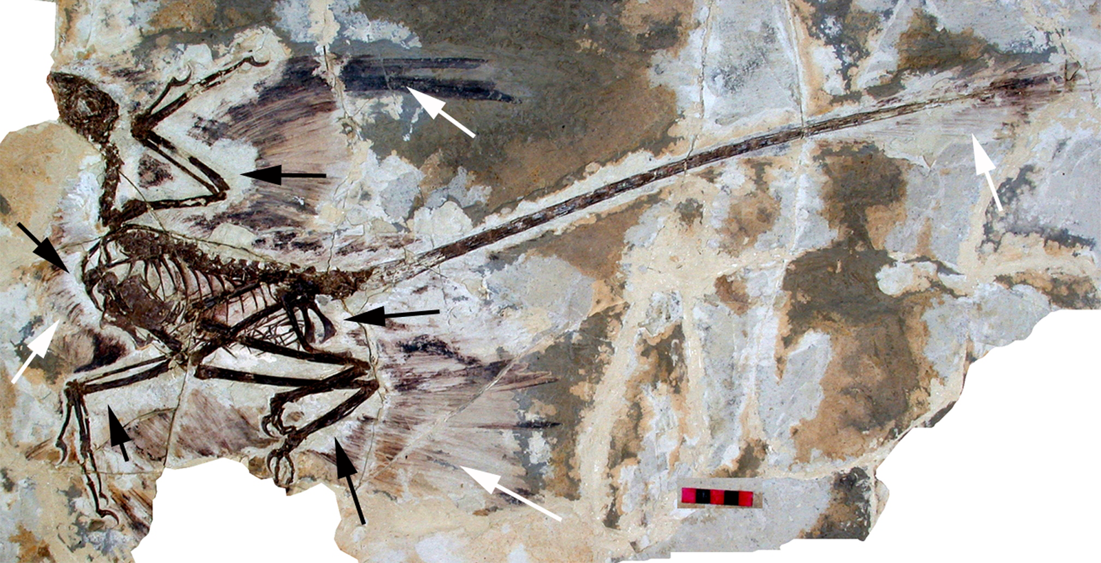How Studying Fossil Feathers Is Changing Our View of Dinosaur Intelligence and Behavior