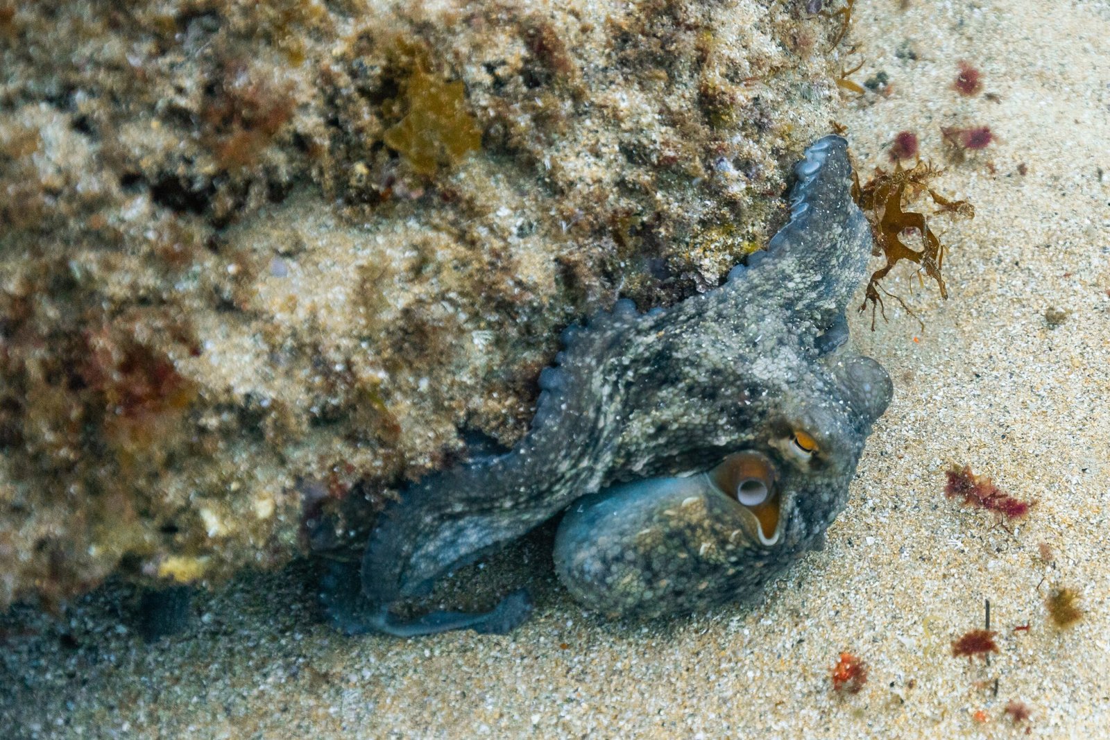 Conservation Concerns: Protecting the Octopus (image credits: wikimedia)