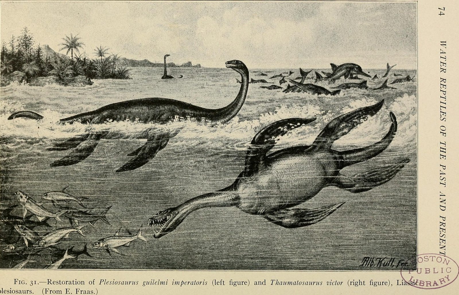 The Enigma of Marine Reptiles (image credits: wikimedia)