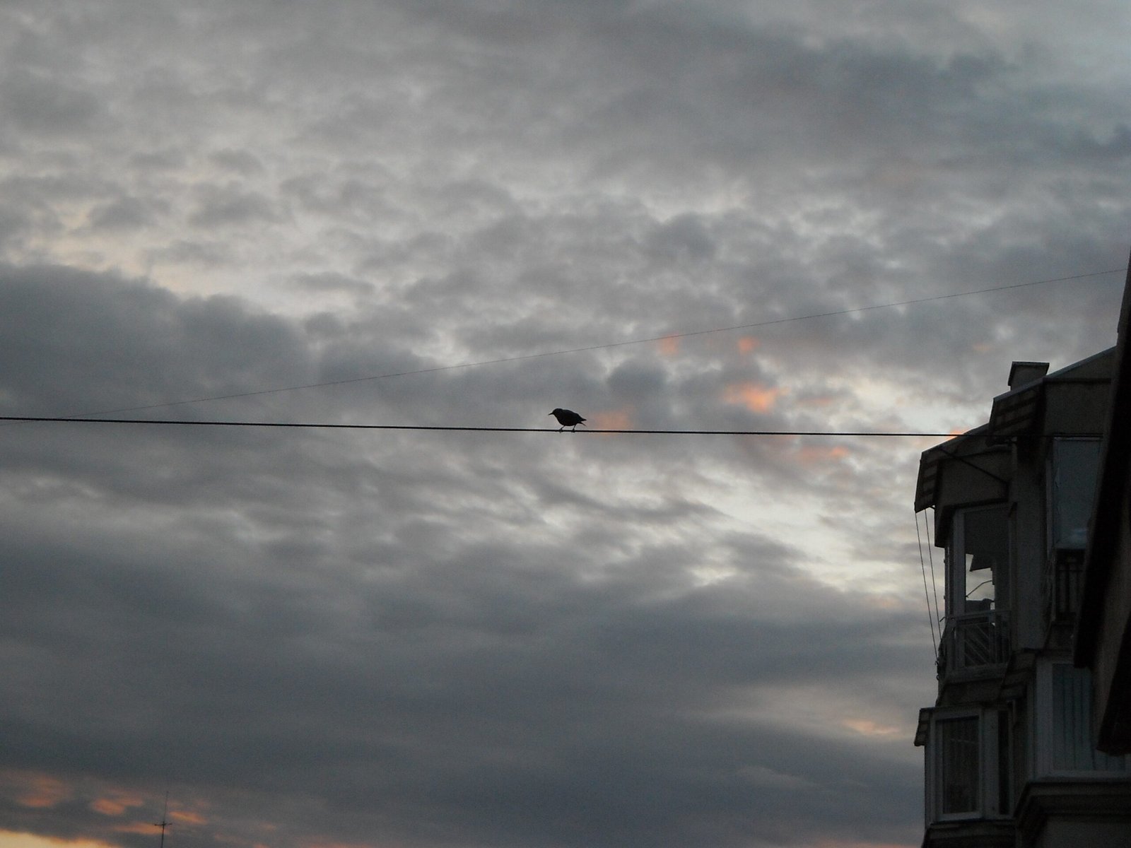 Embracing the Joy of Nature’s Clowns (image credits: wikimedia)