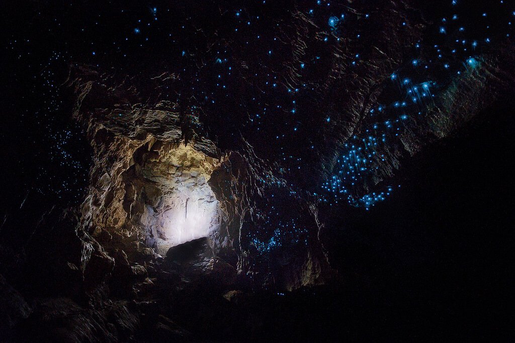 The Enchanting World of Waitomo Caves (image credits: wikimedia)