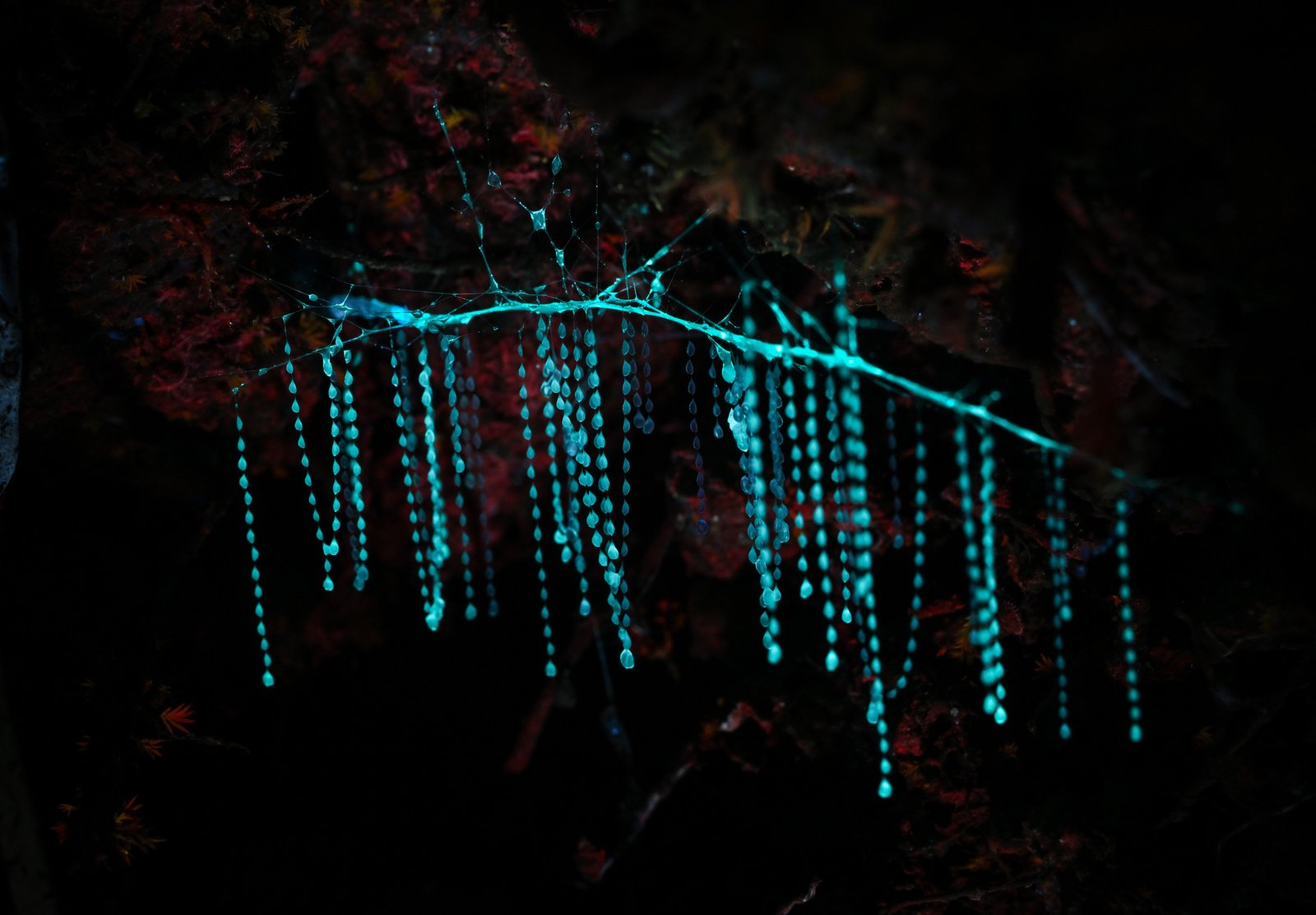 Meet the Glowworms: Arachnocampa Luminosa (image credits: wikimedia)