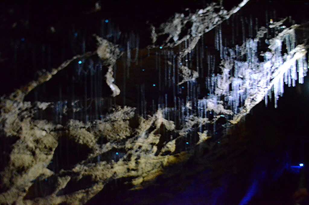 The Glowworm Caves of Waitomo: How Thousands of Tiny Creatures Create a Starry Underground Sky