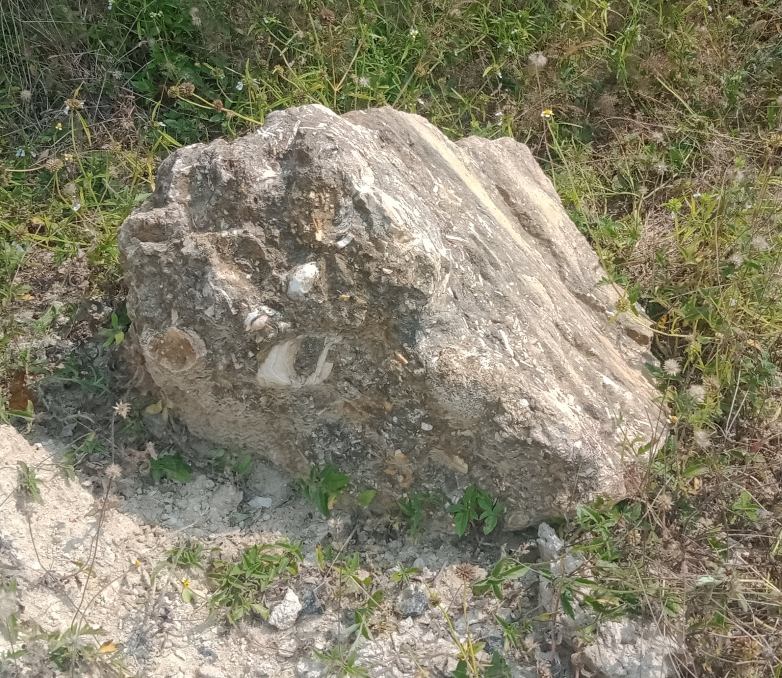 The Limestone Legacy: A Window to the Past (image credits: wikimedia)