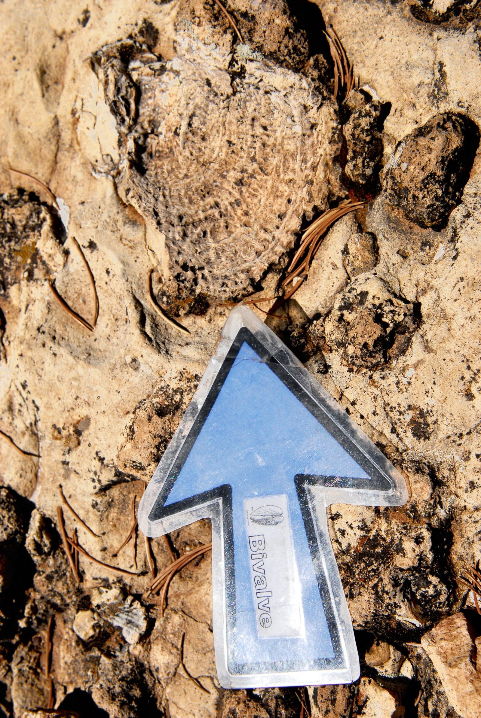 Glimpses of an Ancient Sea: Fossils Embedded in Stone (image credits: wikimedia)