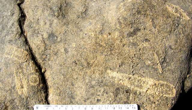 The Burren: Ireland's Fossil Treasure Trove (image credits: wikimedia)