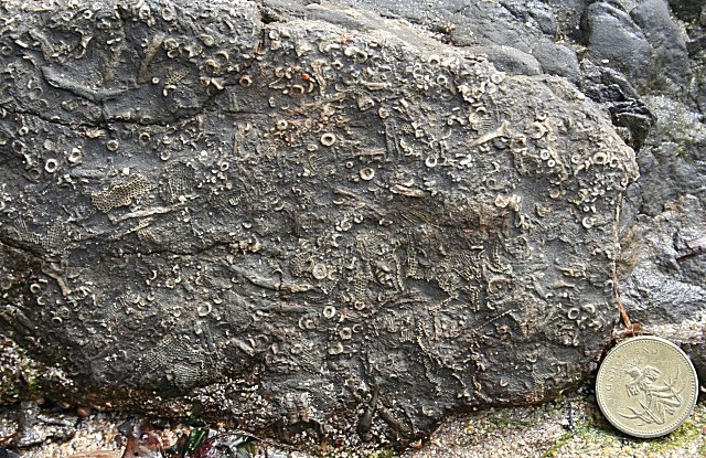 Decoding the Past: What Fossils Tell Us (image credits: wikimedia)