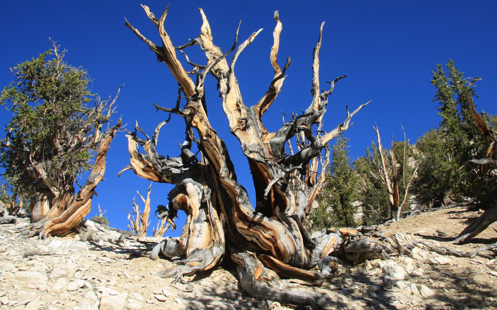 The Bristlecone Pine: Nature's Timekeeper (image credits: wikimedia)