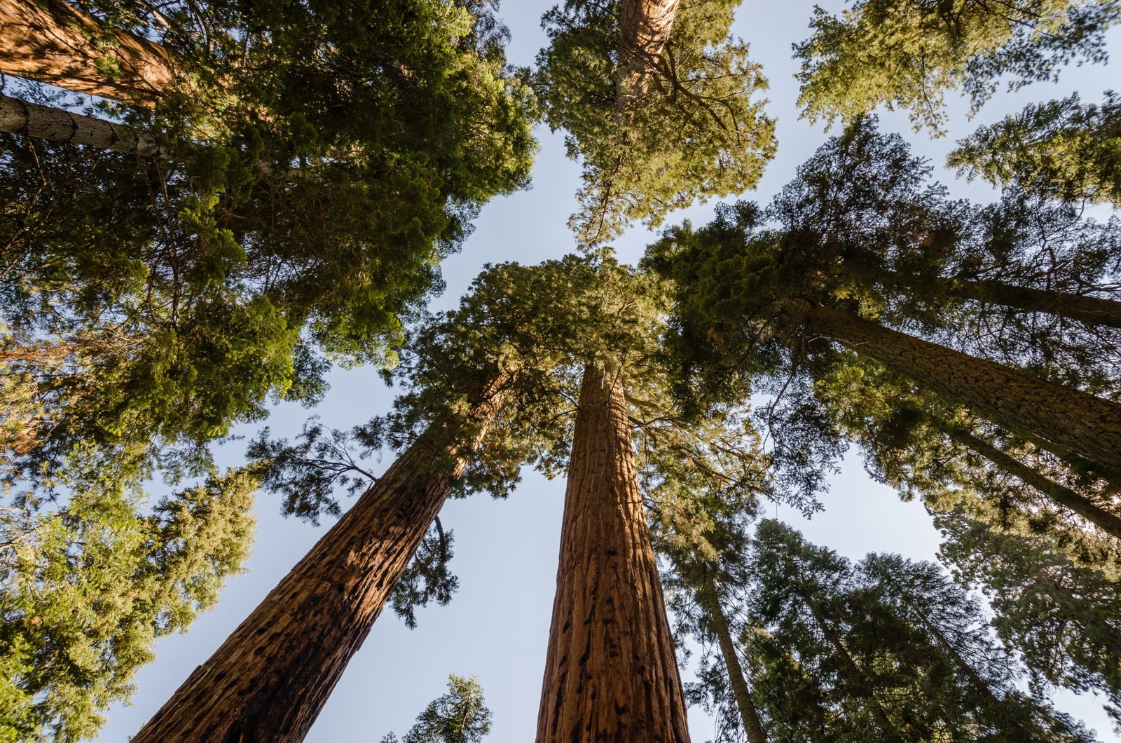The Giant Sequoia: Guardians of the Forest (image credits: wikimedia)