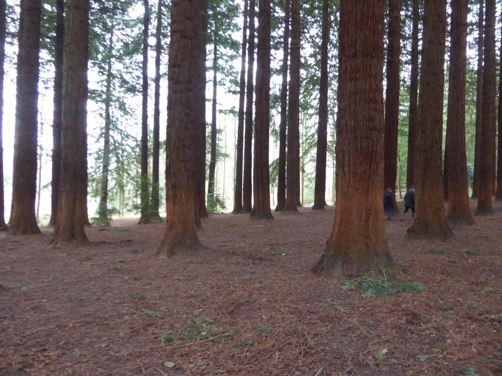 The Coastal Redwoods: Giants of the Mist (image credits: wikimedia)